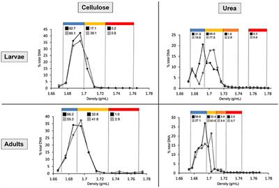 In Vivo Isotopic Labeling of Symbiotic Bacteria Involved in Cellulose Degradation and Nitrogen Recycling within the Gut of the Forest Cockchafer (Melolontha hippocastani)